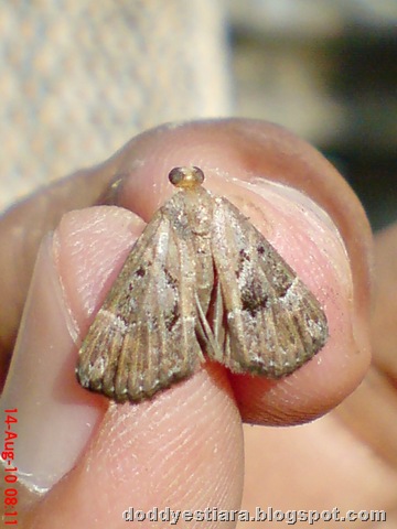 [small moth ngengat kecil 01[6].jpg]