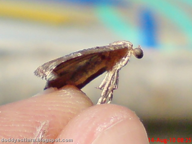 [small moth ngengat kecil 07[7].jpg]