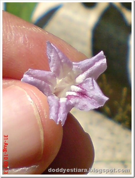 purple flower 12