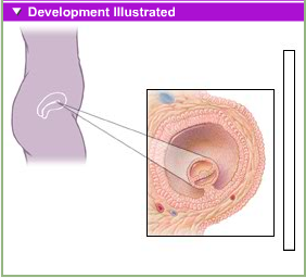 [fetal development 1st month[11].png]