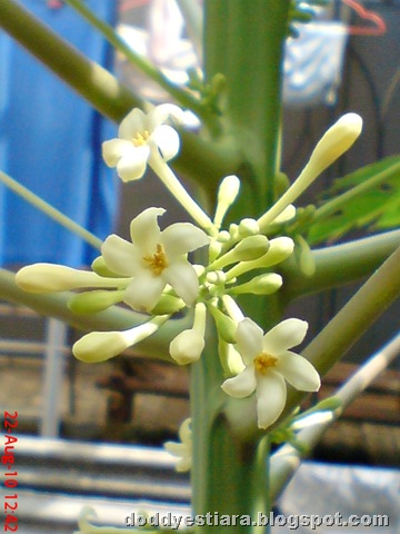 [papaya flower 11[1].jpg]