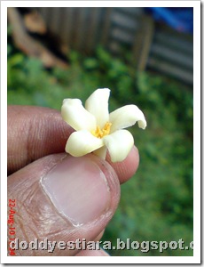 papaya flower 01