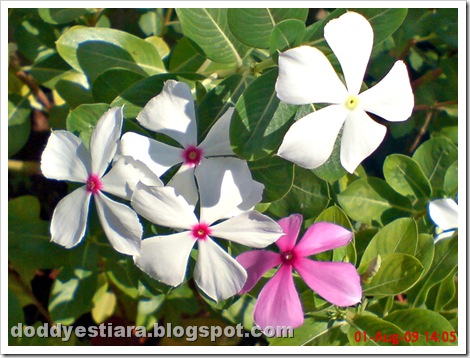 rose periwinkle 05 rose periwinkle 05