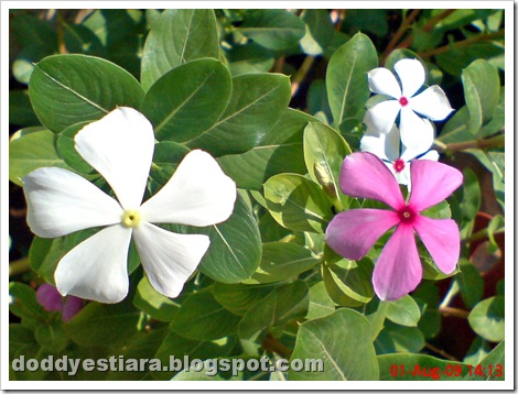 rose periwinkle 14 rose periwinkle 14
