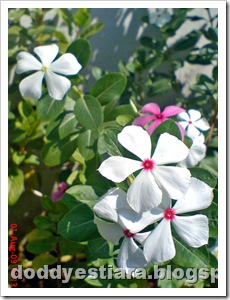 rose periwinkle 13 rose periwinkle 13