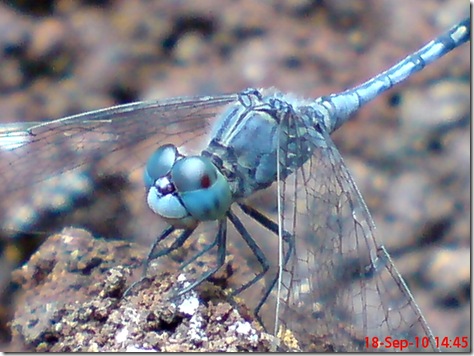 small blue dragonfly 7