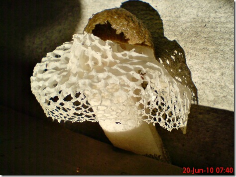 weird mushroom 08
