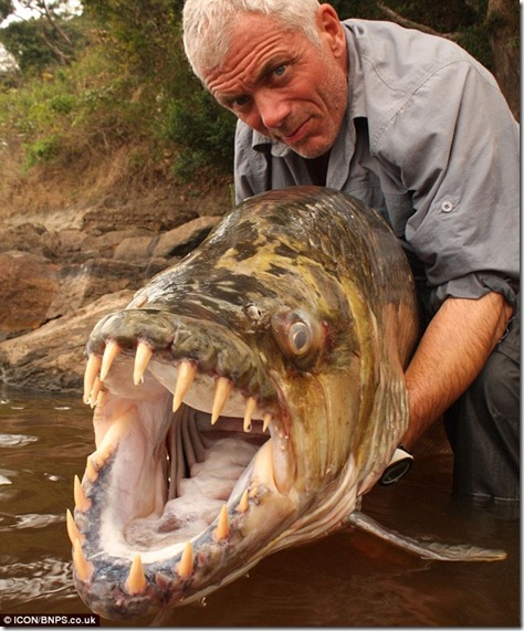 Jeremy Wade bravely poses with the 5ft long goliath tigerfish caught during an expedition up the River Congo in Africa