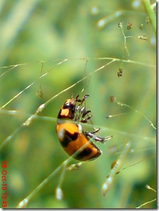 kumbang kepik 17
