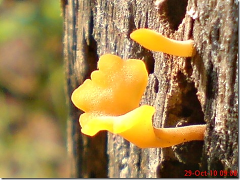 jamur kuning 16