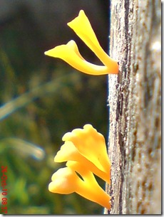 jamur kuning 27