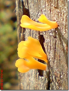 jamur kuning 39