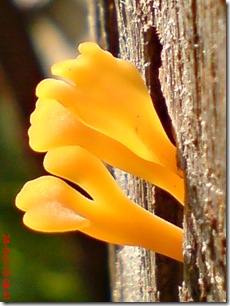 jamur kuning 41