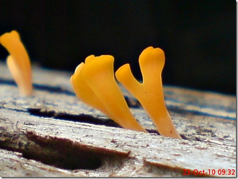 jamur kuning 56
