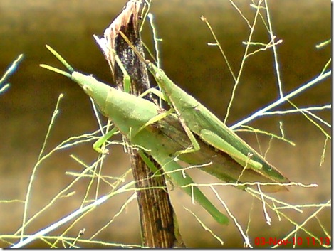 green grasshopper mating front view 12