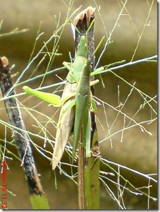 green grasshopper mating front view 21