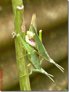 green grasshopper mating over view 10