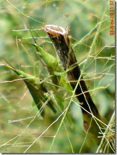 green grasshopper mating front view 11