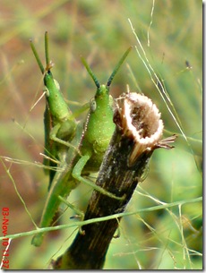green grasshopper mating front view 07