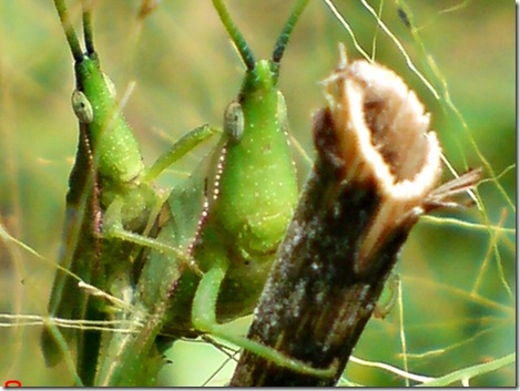 green grasshopper mating front view 08