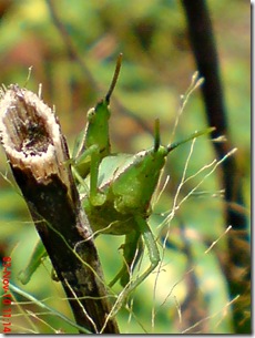 green grasshopper mating front view 03