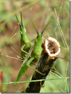 green grasshopper mating front view 06