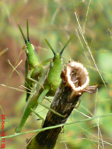 [green grasshopper mating front view 10[3].jpg]
