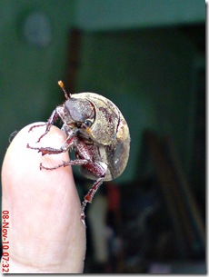 kumbang lege 08