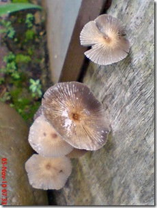 jamur payung di sela pintu belakang 16