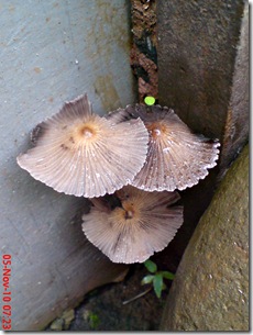 jamur payung di sela pintu belakang 04