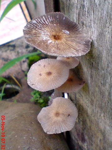 [jamur payung di sela pintu belakang 13[3].jpg]