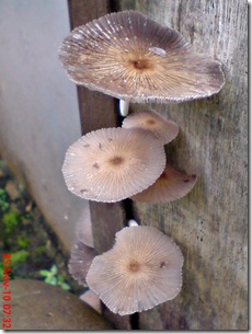 jamur payung di sela pintu belakang 14