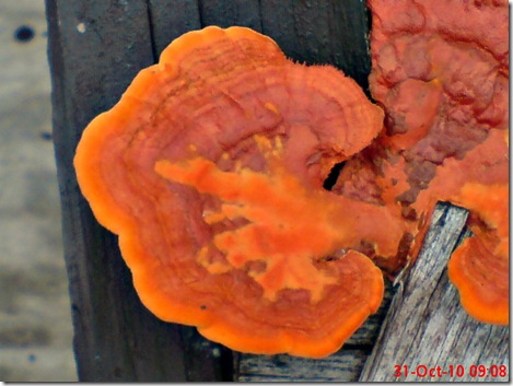 jamur merah 10