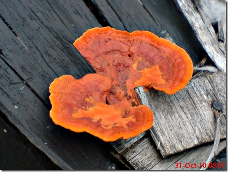 jamur merah 05