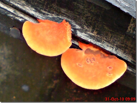 jamur merah 12