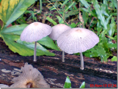 jamur seperti payung 03