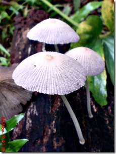 jamur seperti payung 13