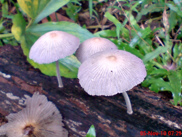 [jamur seperti payung 12.jpg]