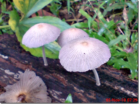 jamur seperti payung 12