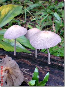 jamur seperti payung 04