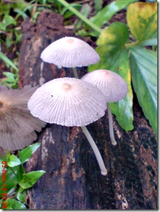 jamur seperti payung 11