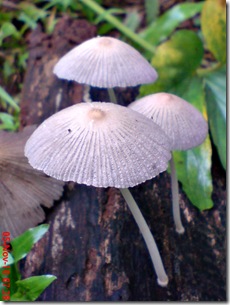 jamur seperti payung 09