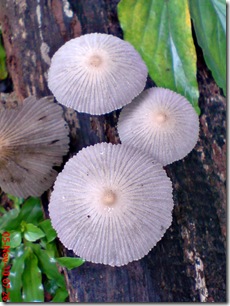 jamur seperti payung 02