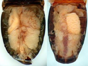On the left is a typical beetle (Amara) with two testes, shown from above with the top of the abdomen removed. On the right is an Onypterigia tricolor beetle that lacks the left testis