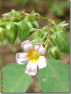 Oxalis barrelieri-Belimbing Tanah-Lavender sorrel 30