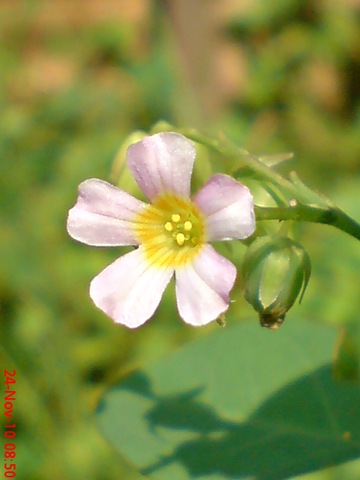 [Oxalis barrelieri--Lavender sorrel-Belimbing Tanah 03[3].jpg]