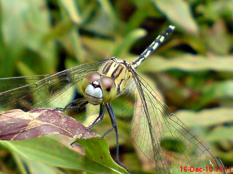 Capung Chalky percher - Diplacodes trivialis - female Capung Chalky percher - Diplacodes trivialis - female