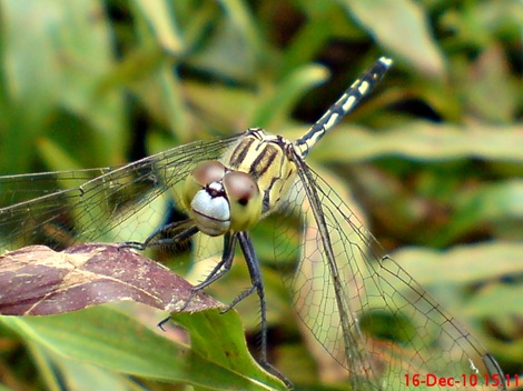 Capung Chalky percher - Diplacodes trivialis - female