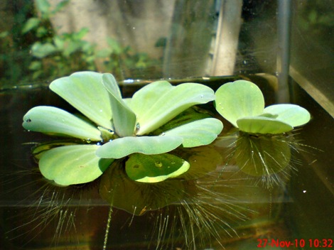 apu-apu Pistia stratiotes DSC02212