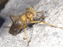 Lalat berbulu the hairy fly Mormotomyia hirsuta female  Robert Copeland